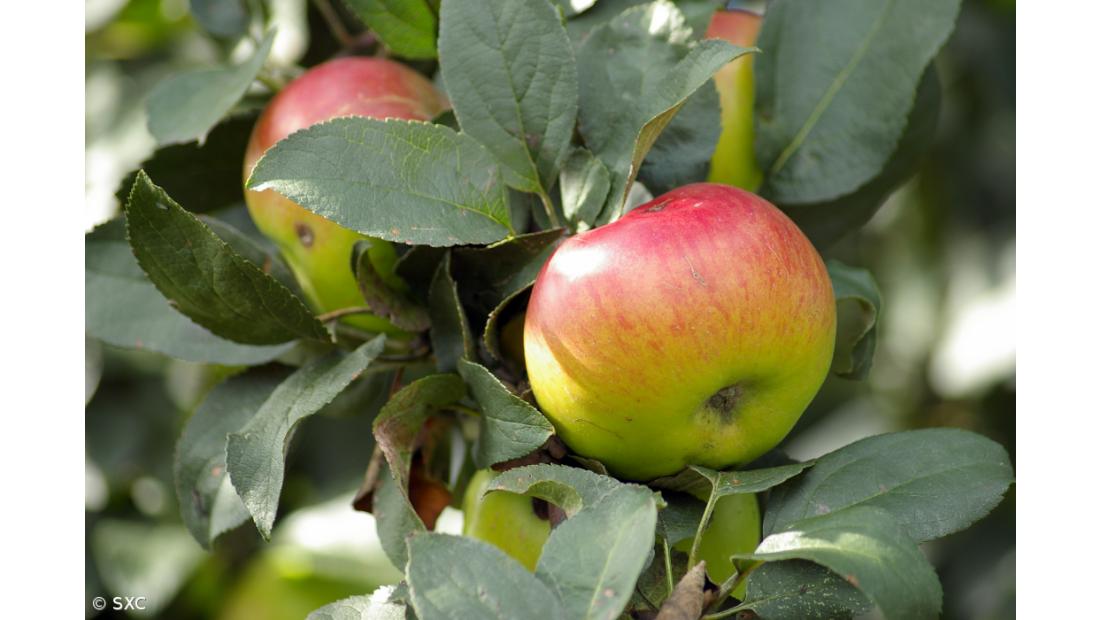 Maçãs perdem firmeza mas tornam-se mais doces com aquecimento global 