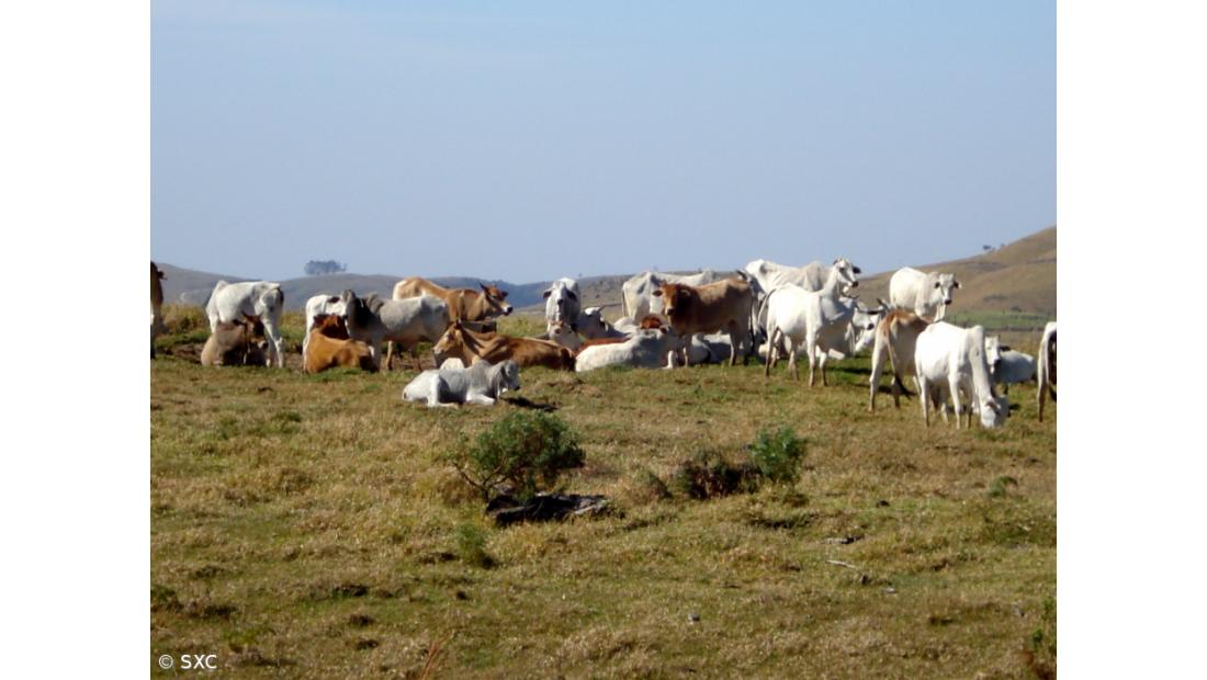 Pecuária provoca 14,5% de todas as emissões de gases com efeito de estufa