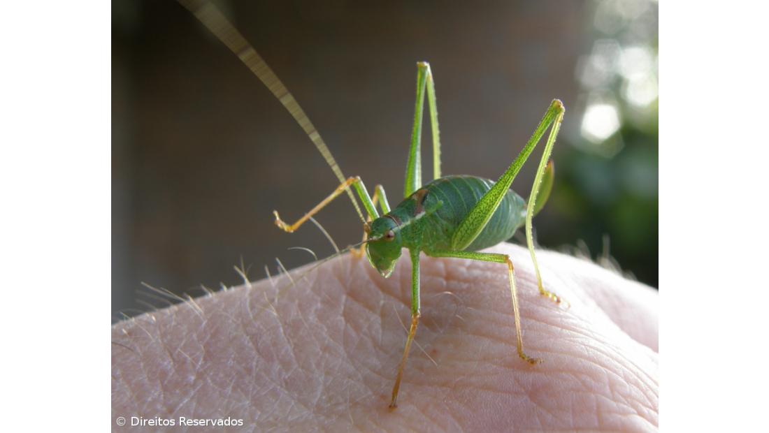 Minhocas e gafanhotos brilham em receitas criadas em Peniche