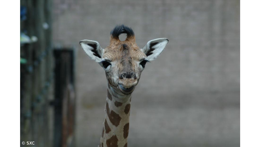 Ementas nas antigas cidades romanas incluíam a carne de girafas