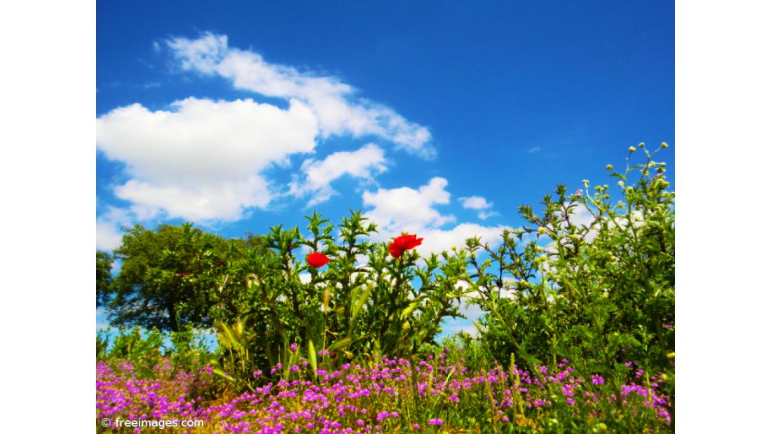 Há cada vez mais pólenes e a produção começa mais cedo
