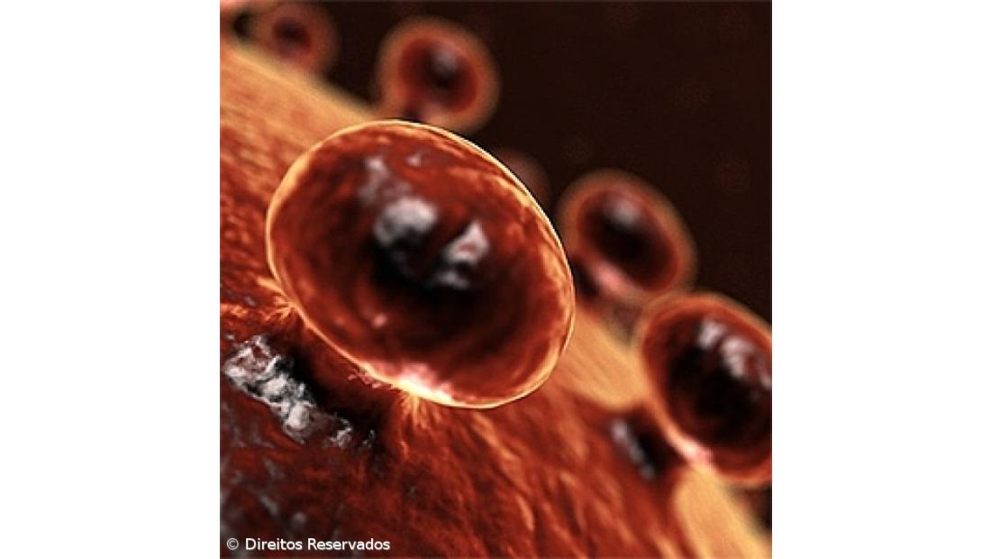 PCP denuncia espera de “vários meses” para tratar Hepatite C no Hospital de Braga