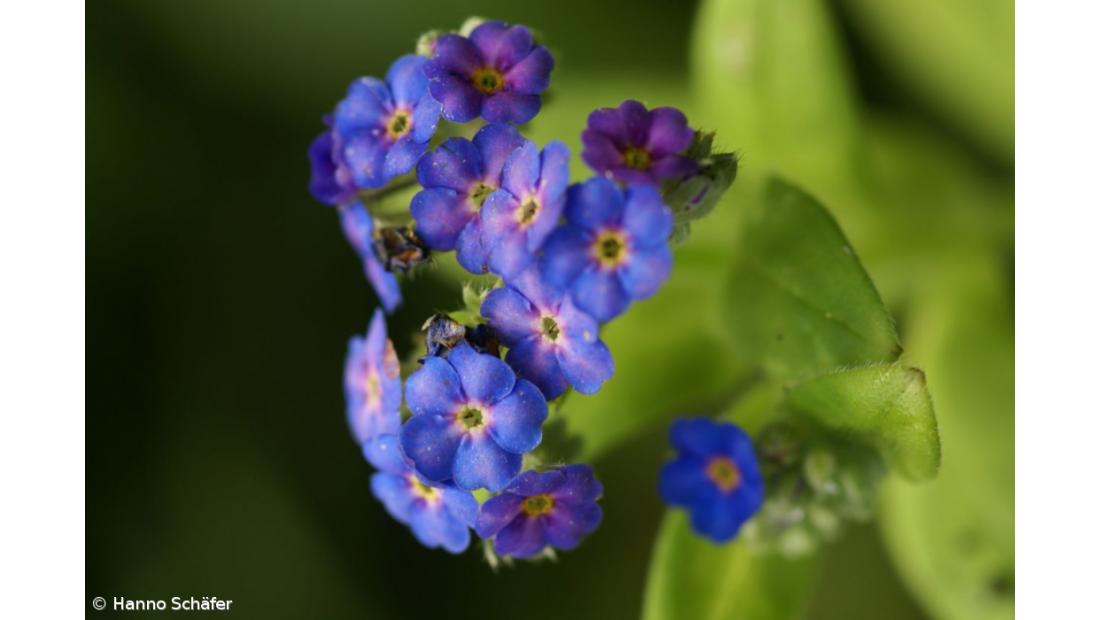 Descoberta planta rara na ilha do Corvo