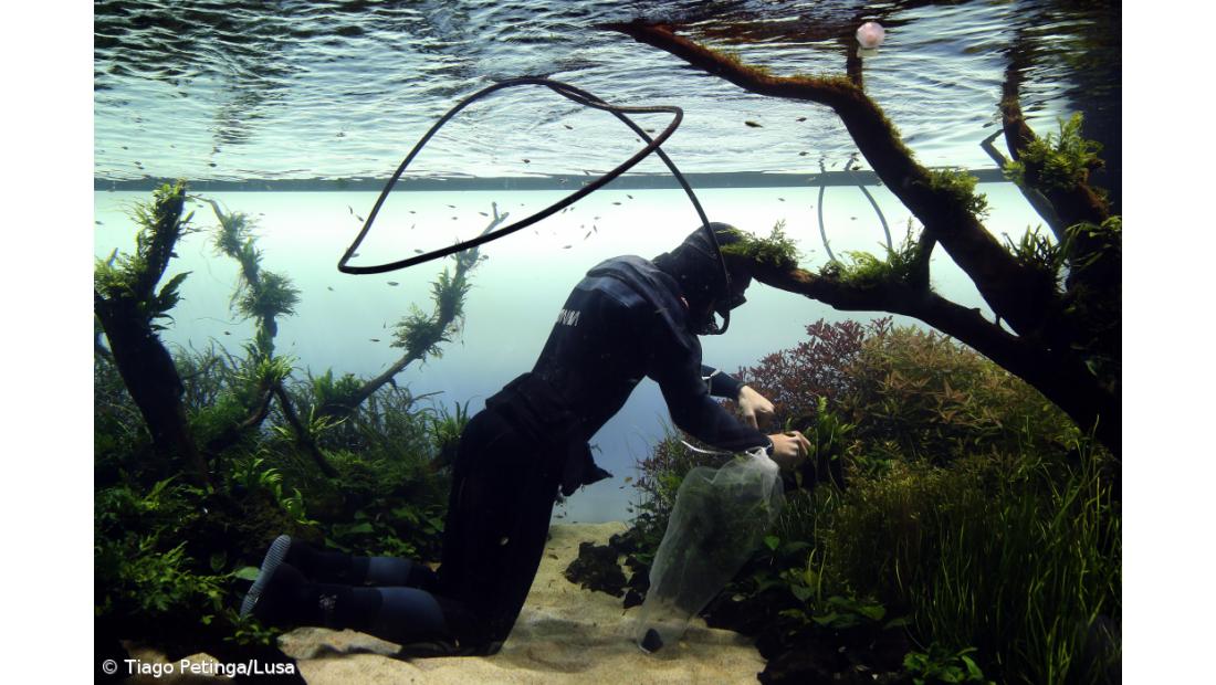 Mergulhadores fieis jardineiros no Oceanário de Lisboa
