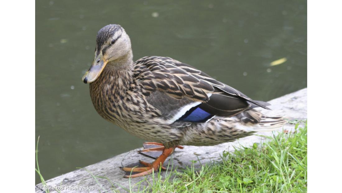 Patos e lontras ajudam pessoas portadores de deficiência em Miranda do Douro