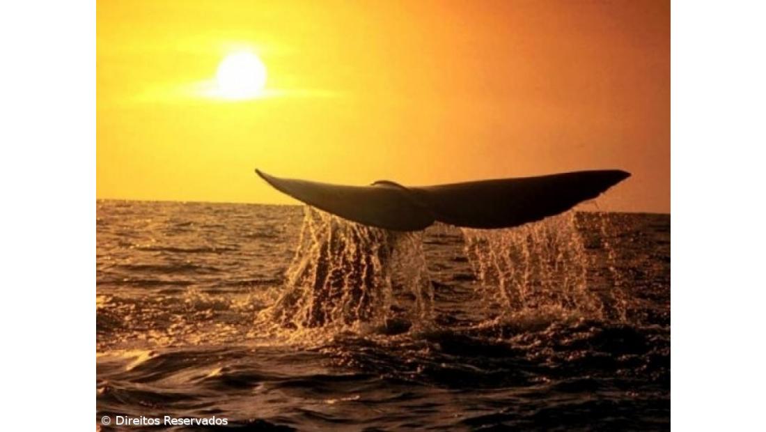 Destinos de excelência para observar baleias distinguidos dentro de dois anos