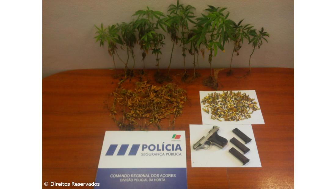 Detido suspeito de cultivo e tráfico de droga