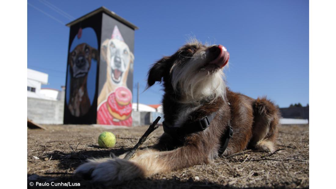 Arte urbana alerta para os maus tratos de pessoas e animais