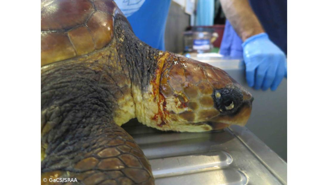 Tartaruga-boba recupera no Aquário de Porto Pim
