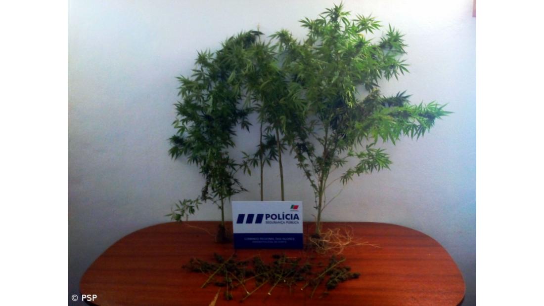 PSP detém homem por cultivo e tráfico e apreende droga