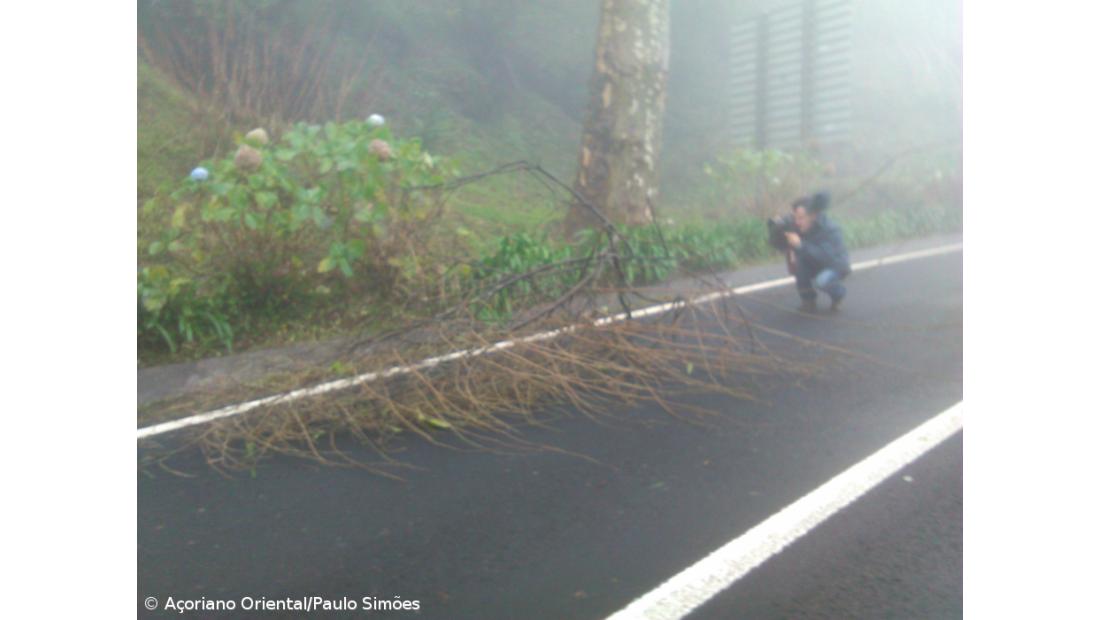 Proteção Civil regista queda de árvores em São Miguel