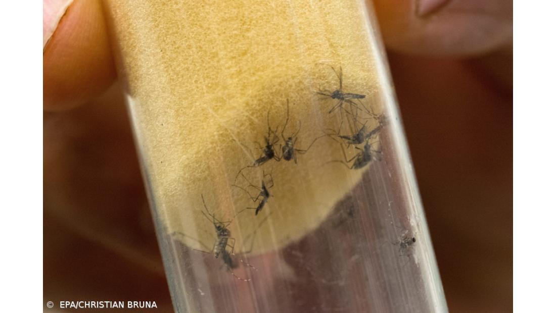 OMS teme propagação do vírus Zika na Ásia-Pacífico