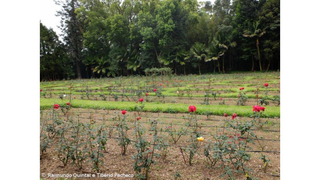 Princesa de Kohary de visita ao jardim José do Canto 