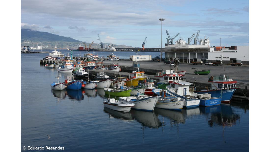 Prolongada autorização para captura de chicharros