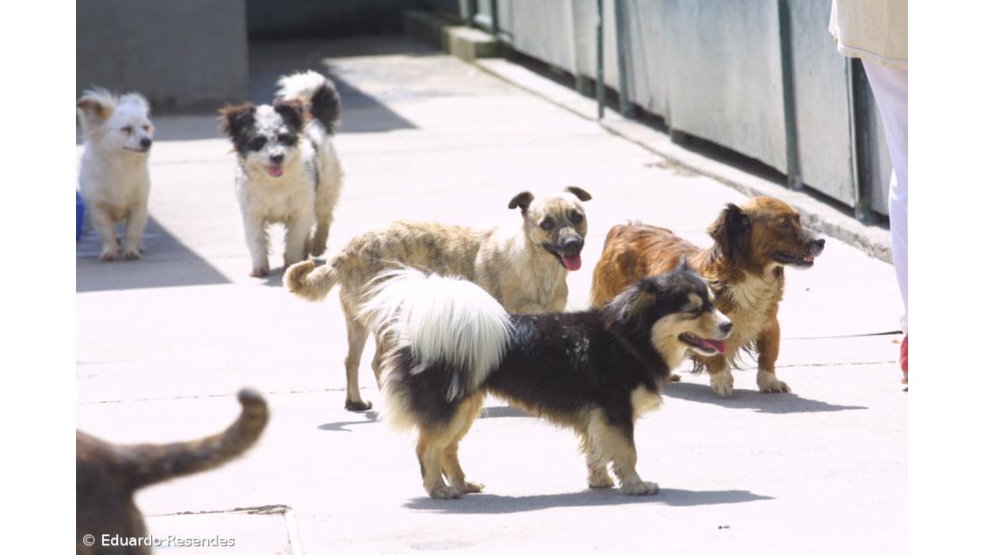 Grupo de cidadãos quer melhorias nos centros de recolha de animais nos Açores