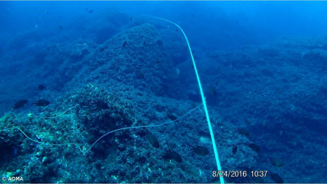 Associação de Mergulho dos Açores diz que as reservas marinhas "andam a saque", mas Governo refuta