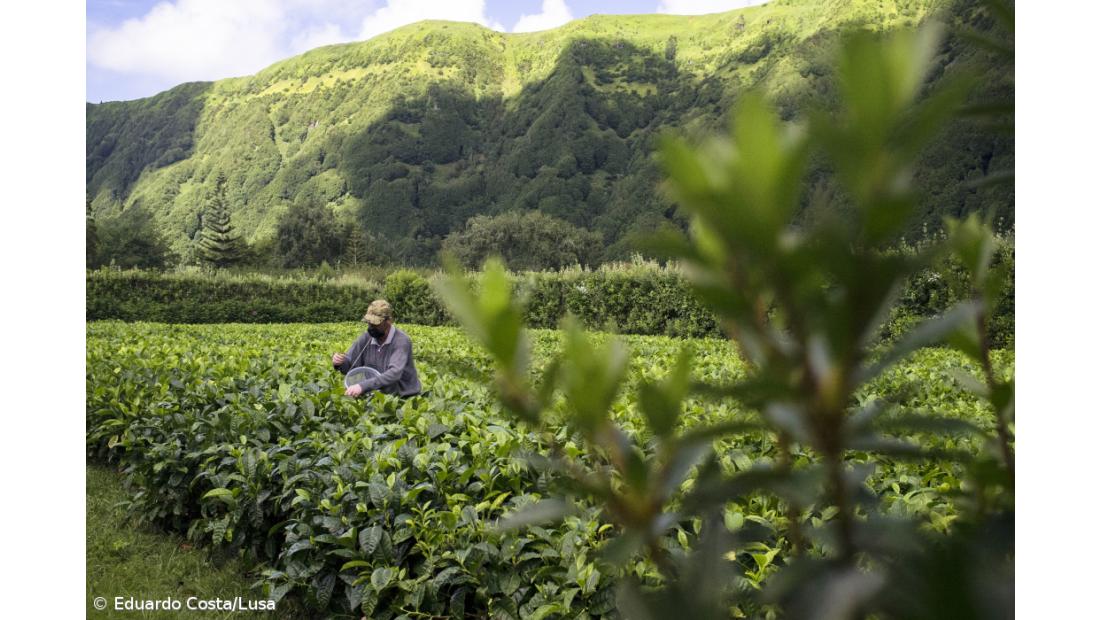 Chá branco dos Açores desperta interesse de apreciadores de todo o mundo