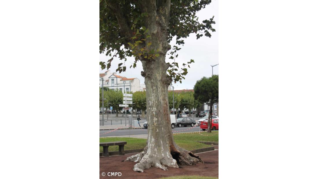 Árvore centenária cortada depois de ato de vandalismo