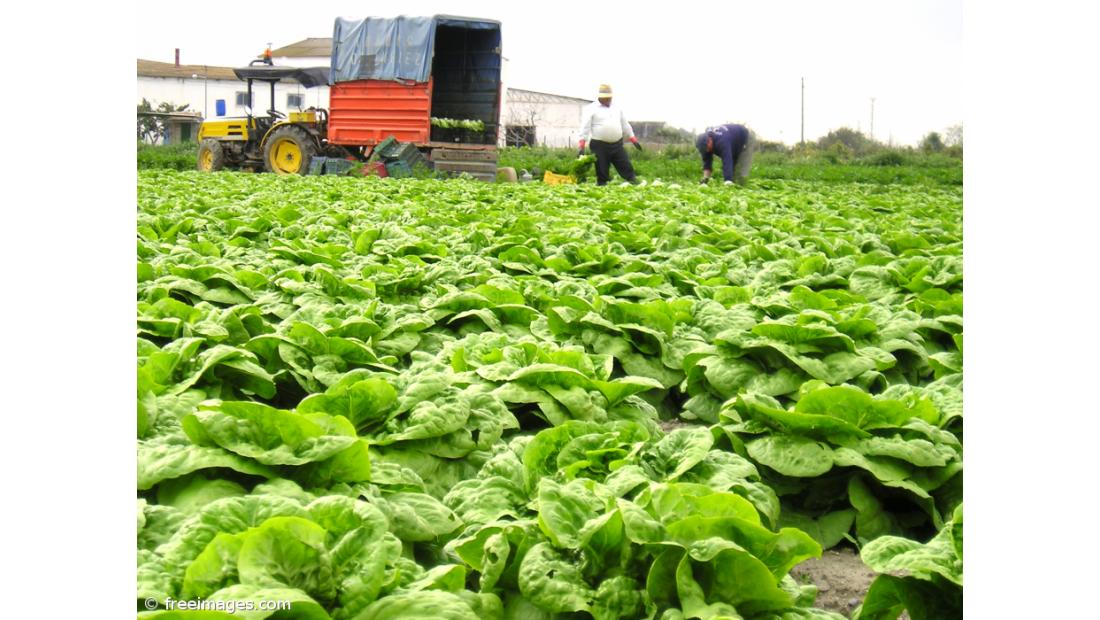 Rendimento da atividade agrícola deve aumentar 5,8% em 2016