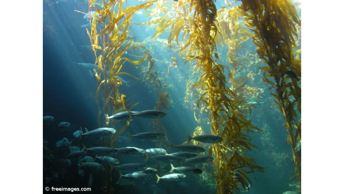 Alterações climáticas reduzirão oxigénio dos oceanos até 4% em 2100