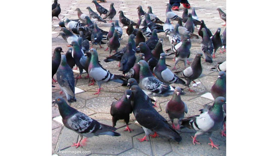 Barcelona alimenta pombos com contracetivos para reduzir número