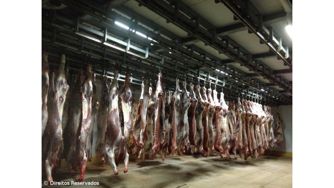 Produção de carne com aumento de 1800 toneladas até agosto 