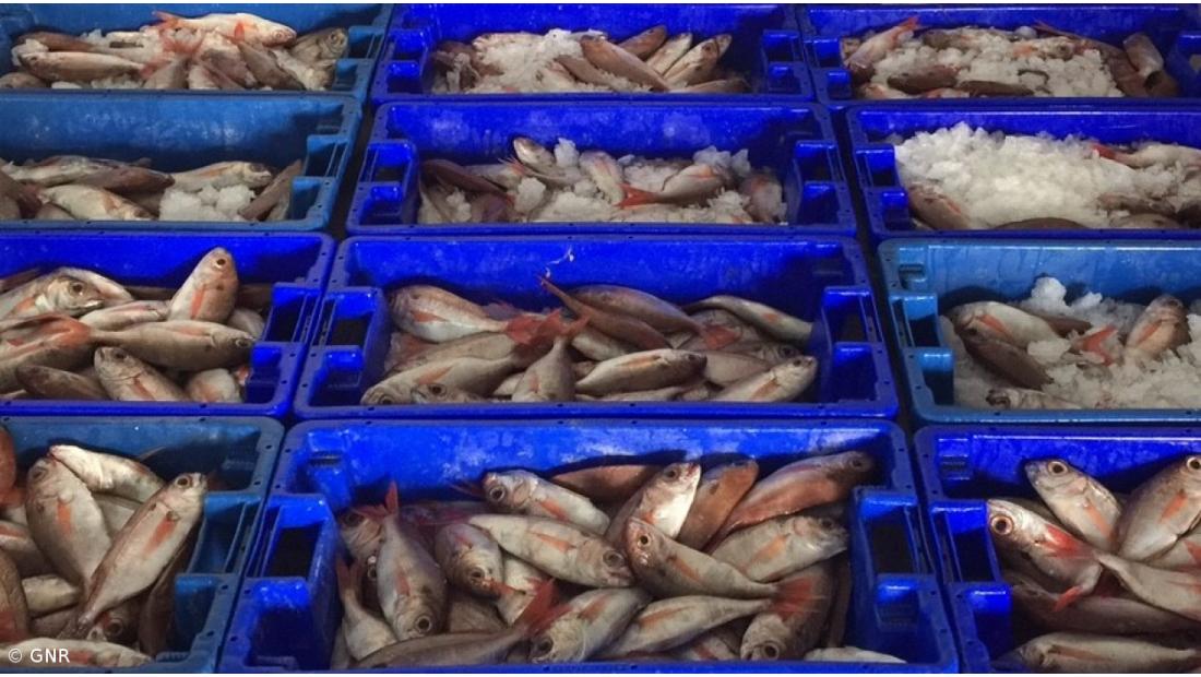 Goraz vai ser pescado livremente nos Açores mas haverá limite por embarcação 