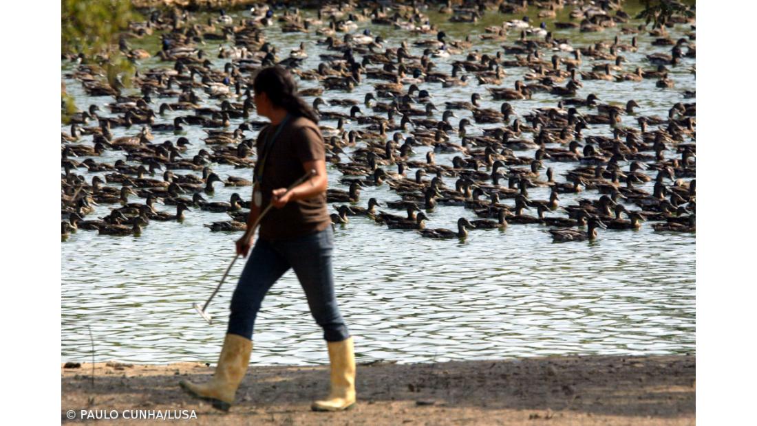 Vírus da gripe detectado na Alemanha