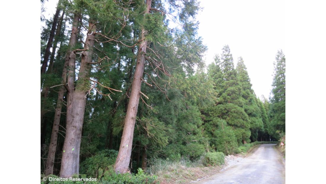 Associação alerta para importância de proteger floresta original dos Açores