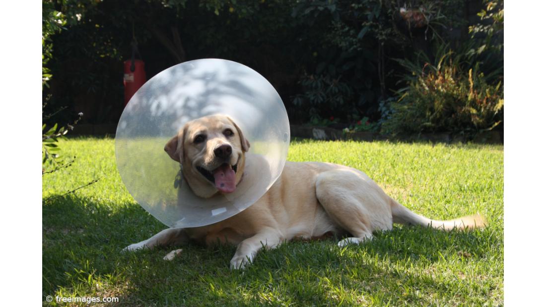 Medicina veterinária com impacto de 8,5ME na economia dos Açores em 2021