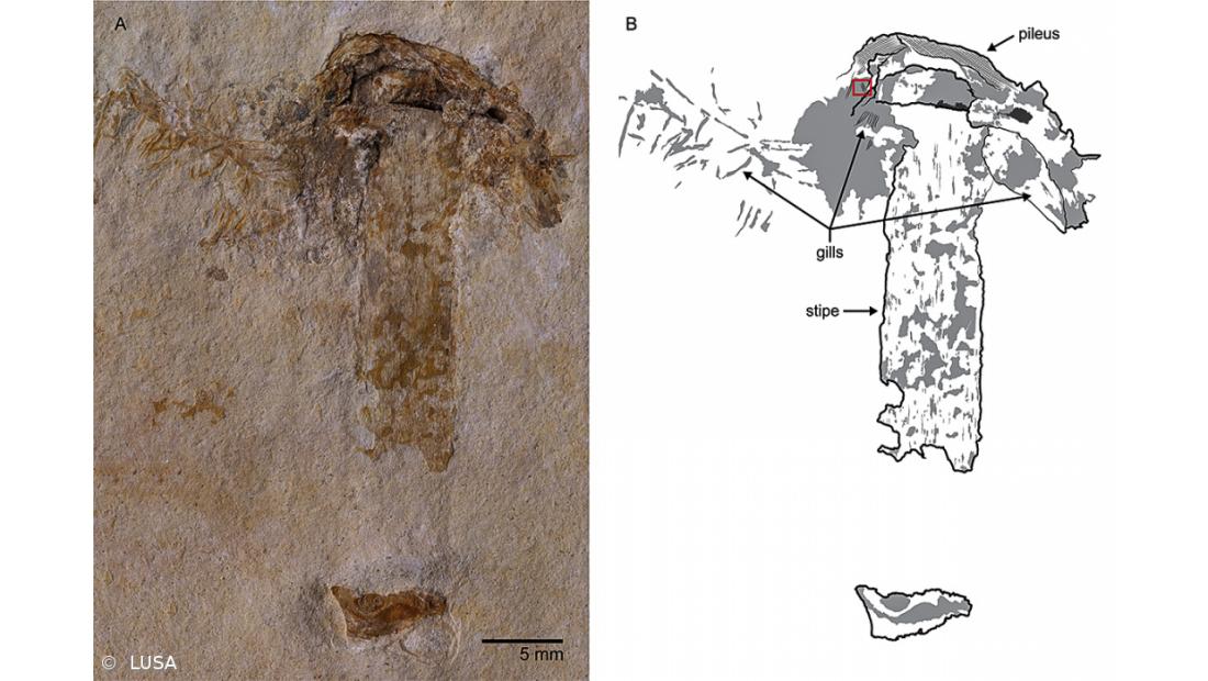 Identificado fóssil mais antigo de um cogumelo