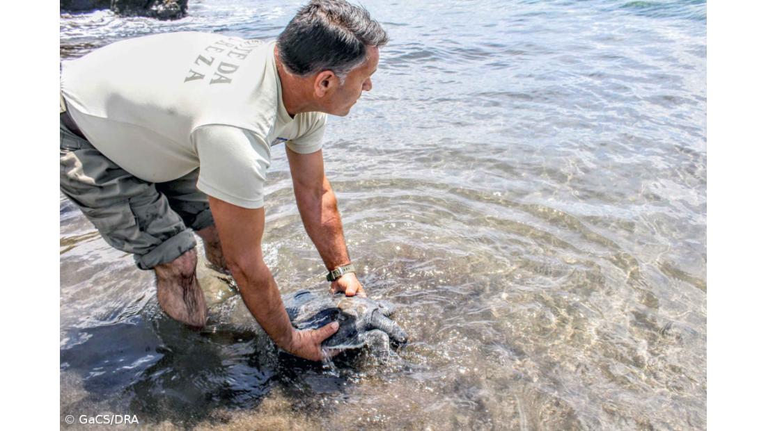 Vigilantes da natureza resgatam tartaruga-boba