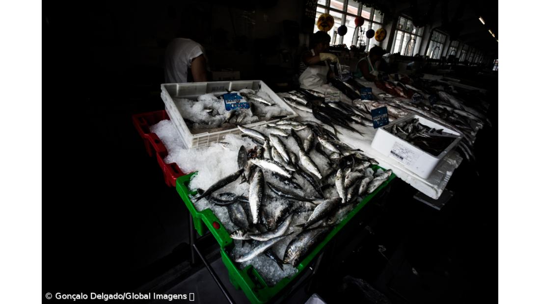 Pesca da sardinha com novos limites a partir de 2.ª feira