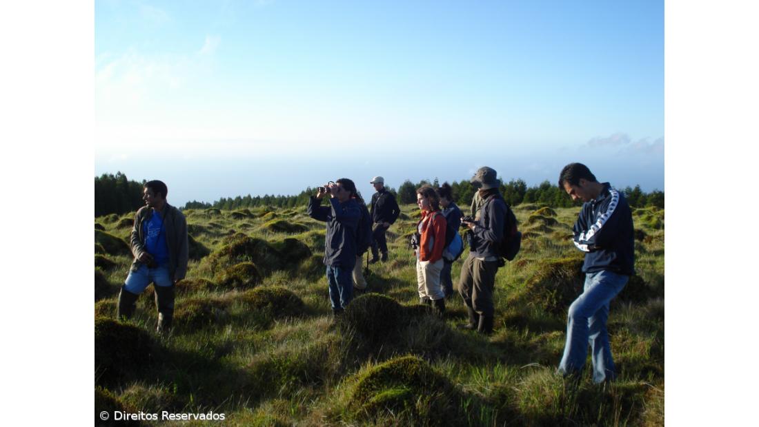 'BirdRace Açores' quer promover observação de aves no arquipélago