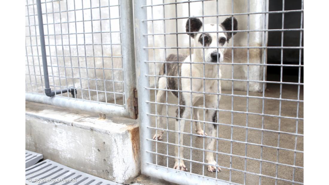 Nenhum canil municipal dos Açores cumpre integralmente a legislação