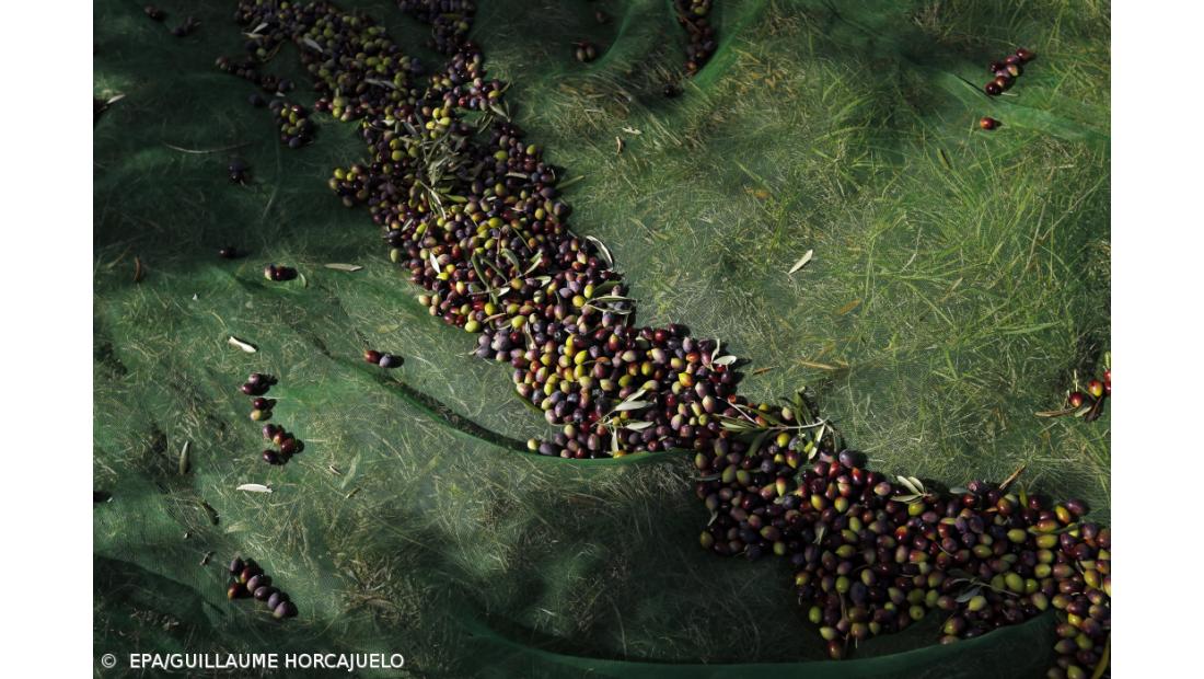 Seca, lítio e apanha noturna de azeitona na lista do pior do ambiente em 2019, diz Quercus