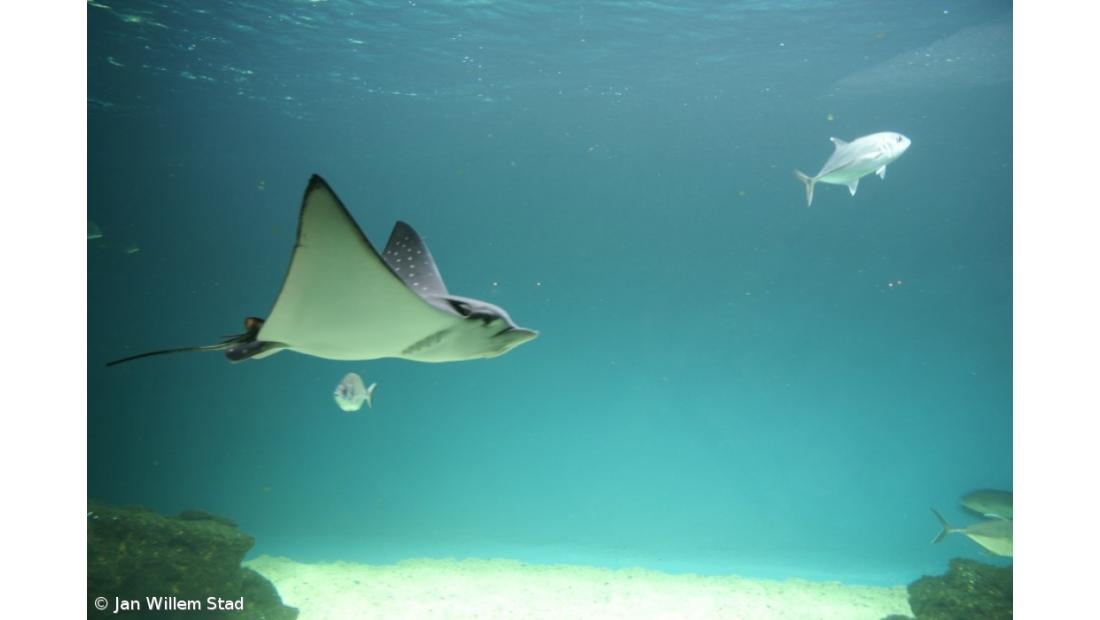 Proteger a biodiversidade já não chega, é preciso restaurar, defendem ambientalistas