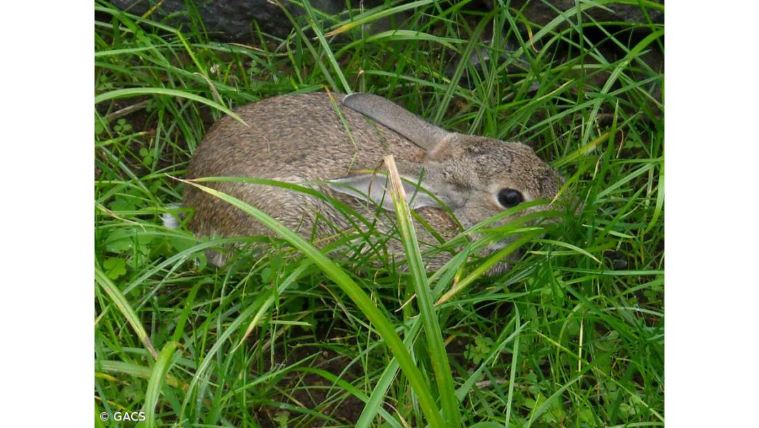 Governo Regional apela à colaboração dos caçadores para recolha de amostras de coelho-bravo