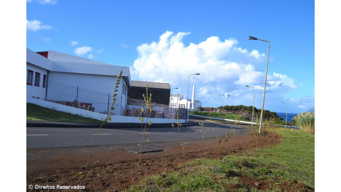 Missão cumprida! Há mais 700 plantas a reflorestar Santa Cruz  – Imagem 5