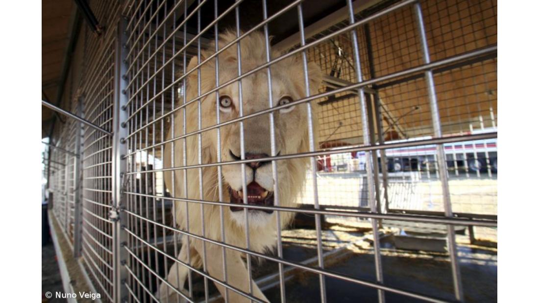 Proibição de utilização de animais nos circos vai ser debatida no parlamento