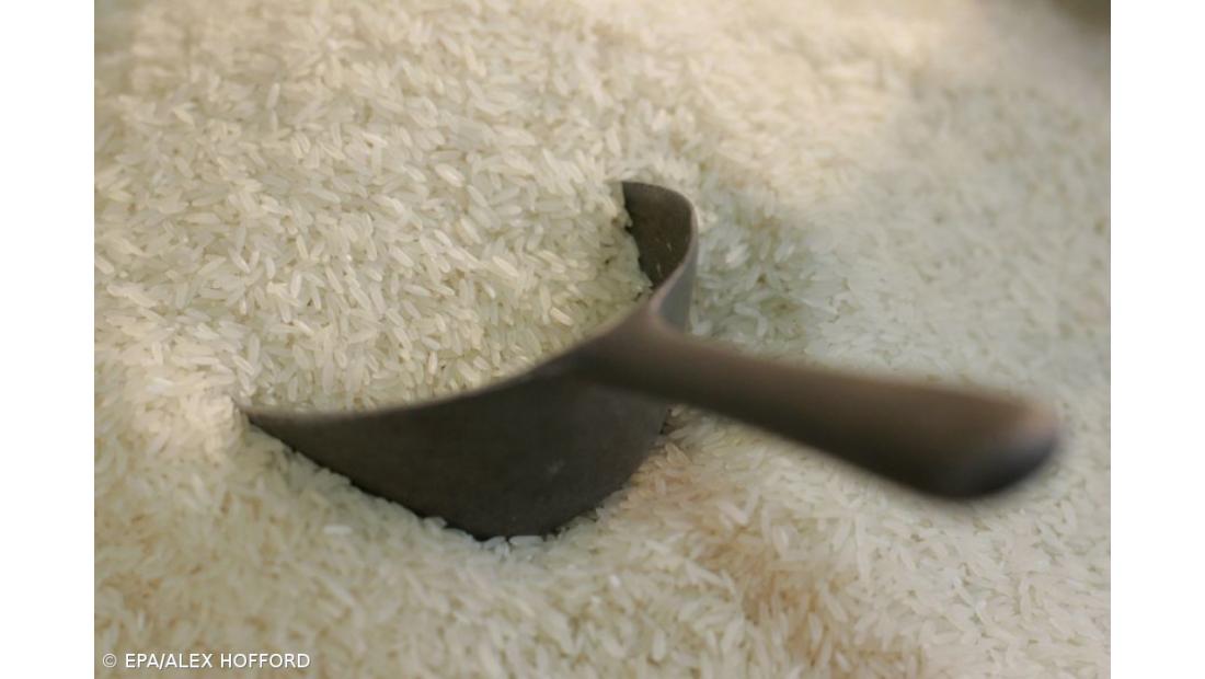 Produção de arroz no Mondego foi irregular por causa das condições climatéricas