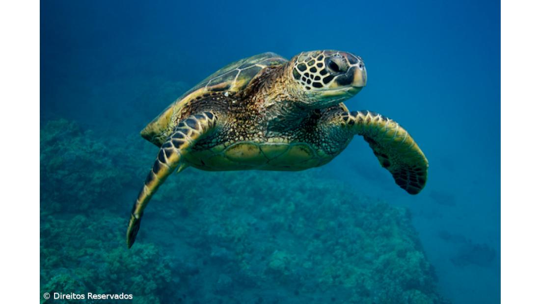 Tartaruga-comum que esteve 20 anos em cativeiro está ao largo dos Açores