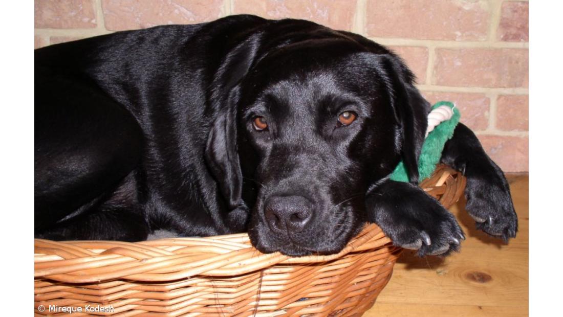 Projecto Pegada Positiva em bom ritmo