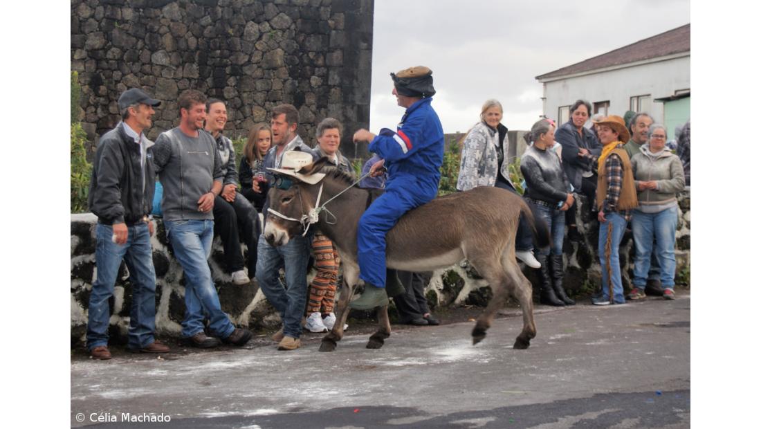 No Carnaval da Ponta da Ilha há testamento de uma burra – Imagem 1