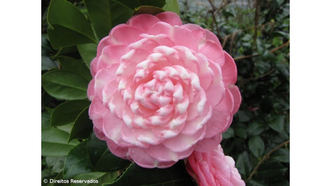 Exposição de Camélias na freguesia de Santa Bárbara