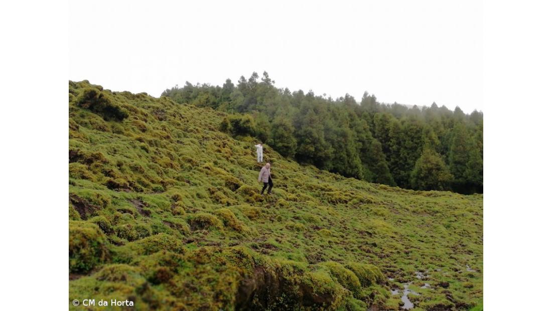 Câmara quer combater abandono de animais na Horta