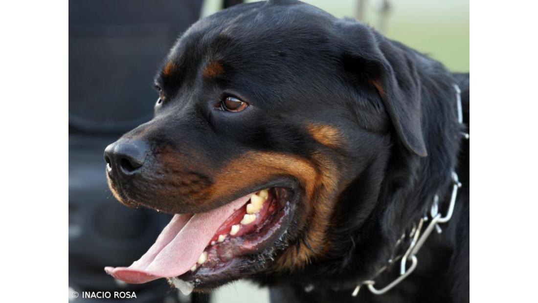 Venda e anúncio de animais pela Internet com novas regras