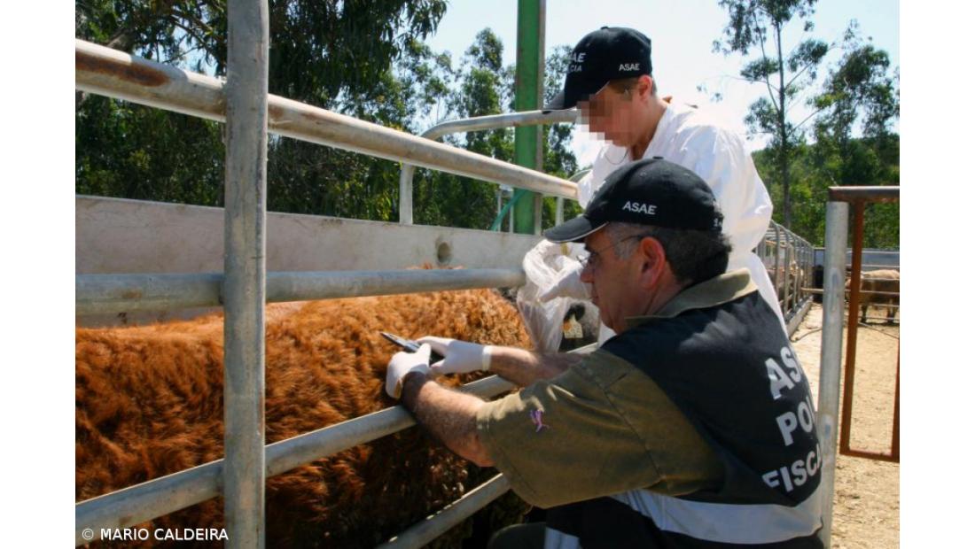 ASAE apreende 78 carcaças de animais e detém seis pessoas por abate clandestino