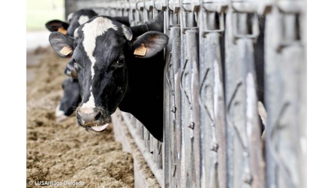 Leite sem grandes aumentos em janeiro mas resto do ano ainda é incógnita