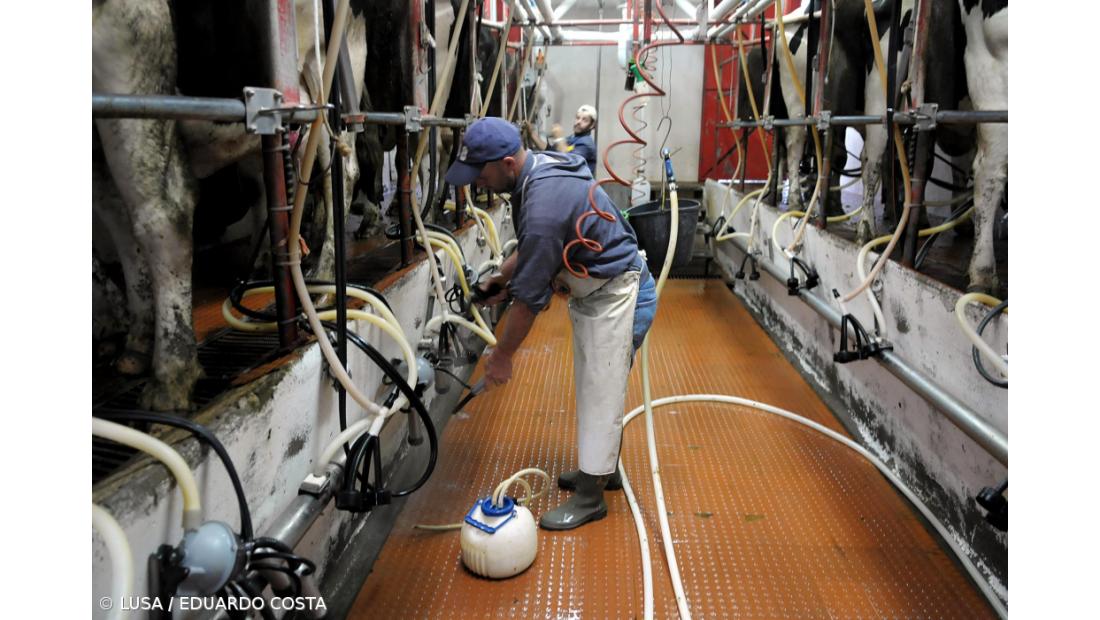 Cooperativas de lacticínios dos Açores precisam de gestão financeira profissional